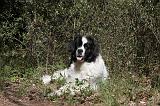 LANDSEER 017